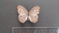 Junonia atlites