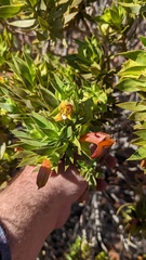 Eremophila duttonii