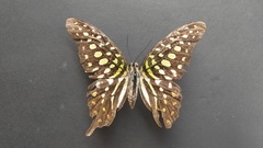 Graphium agamemnon
