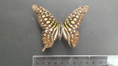 Graphium agamemnon