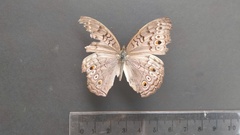 Junonia atlites