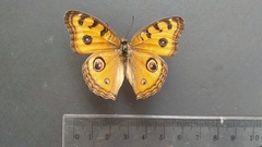 Junonia almana