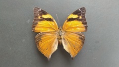 Doleschallia bisaltide