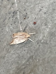 Helcystogramma hystricella