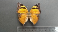 Doleschallia bisaltide
