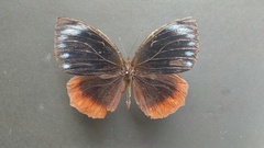 Elymnias hypermnestra