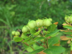 Euphorbia procera