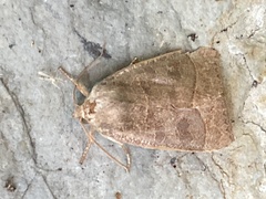 Ipimorpha pleonectusa