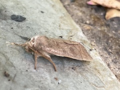 Ipimorpha pleonectusa