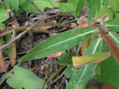 Euphorbia procera