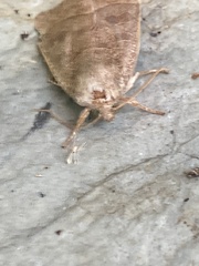 Ipimorpha pleonectusa