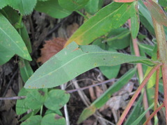 Euphorbia procera