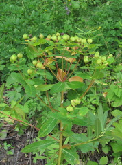 Euphorbia procera