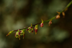 Bulbophyllum intertextum