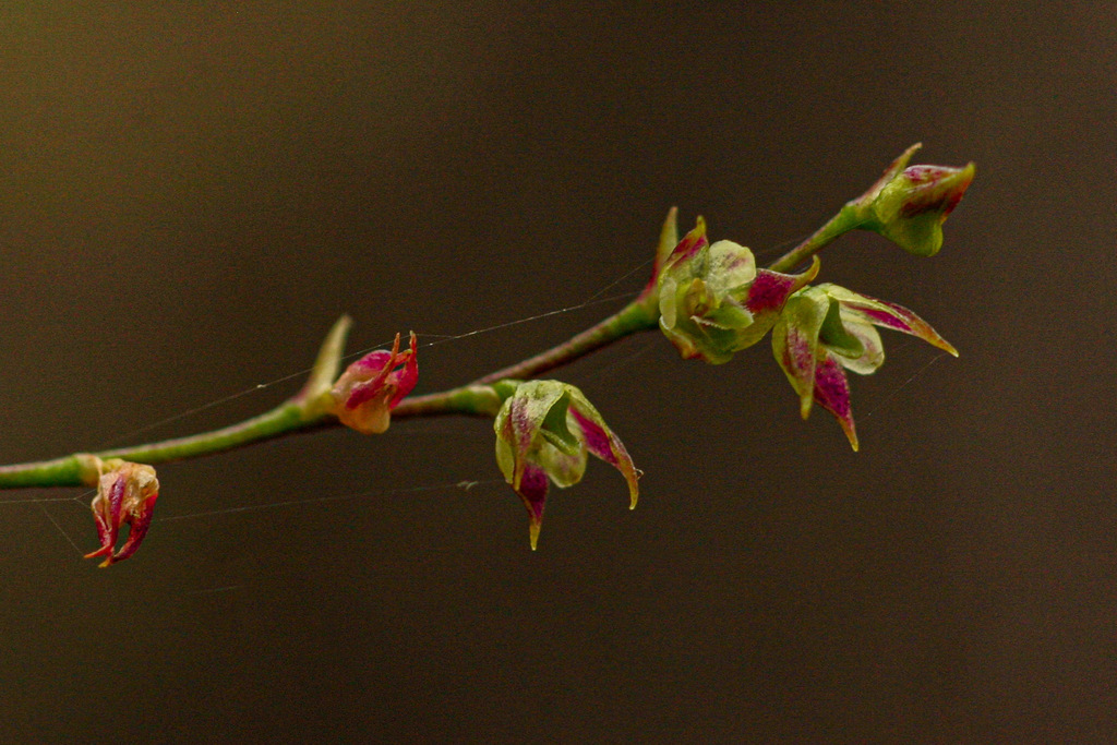 Bulbophyllum intertextum