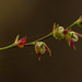 Bulbophyllum intertextum - Photo (c) Bart Wursten, some rights reserved (CC BY-NC), uploaded by Bart Wursten