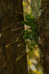 Bulbophyllum intertextum
