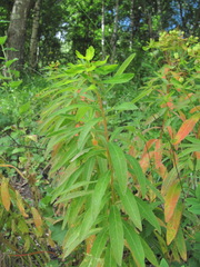 Euphorbia procera