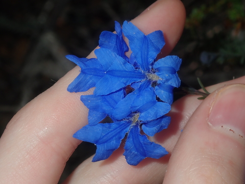 Leschenaultia biloba, photograph 2