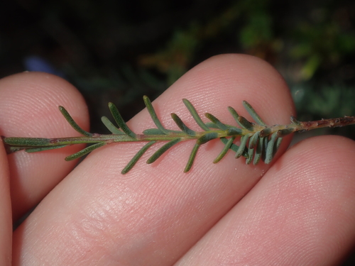 Leschenaultia biloba, photograph 4