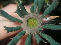 Banksia carlinoides