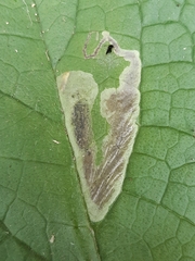 Phytomyza pulmonariae