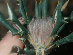 Banksia carlinoides