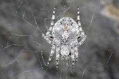 Araneus circe