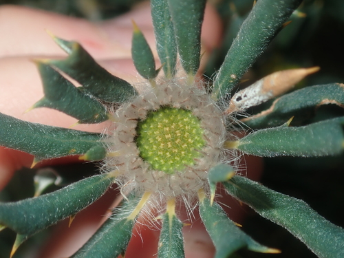Image of Banksia carlinoides by (c) Thomas Mesaglio, some rights reserved (CC BY)