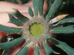 Banksia carlinoides