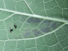 Phytomyza pulmonariae