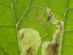 Phytomyza pulmonariae