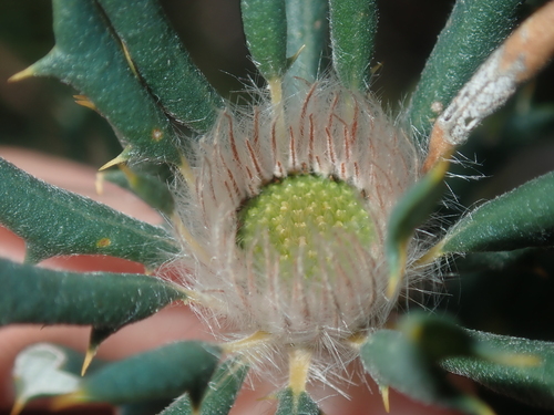 Image of Banksia carlinoides by (c) Thomas Mesaglio, some rights reserved (CC BY)