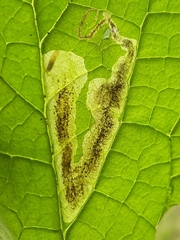 Phytomyza pulmonariae