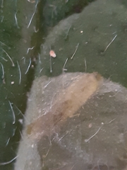 Phytomyza pulmonariae