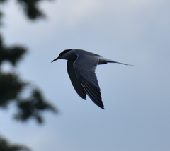 Sterna hirundo