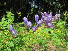 Aconitum nasutum