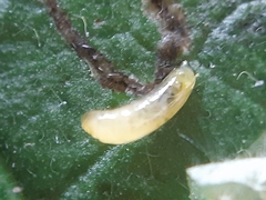 Phytomyza pulmonariae