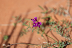 Swainsona campylantha