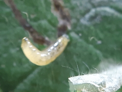 Phytomyza pulmonariae