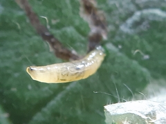 Phytomyza pulmonariae