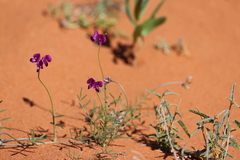 Swainsona campylantha