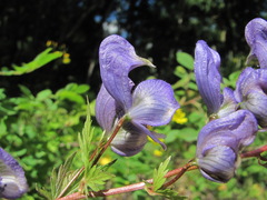Aconitum nasutum