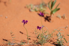 Swainsona campylantha