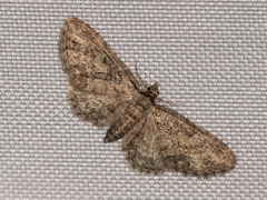 Eupithecia inturbata