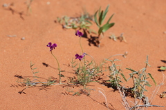 Swainsona campylantha