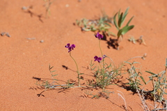 Swainsona campylantha