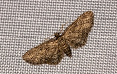 Eupithecia inturbata