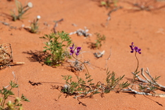 Swainsona campylantha