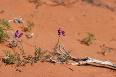 Swainsona campylantha